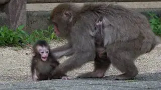Худший кошмар матери: Скрытое послание baby monkey в его безмолвной мольбе #babymonkey #snowmonkey