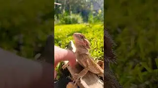 #Goodmorning from #Godzilla the #beardeddragon #beardielife #reptiles #dearPrudence #TheBeatles