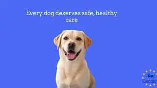 Canine Brucella Antibody Rapid Test Kit l Gentaur