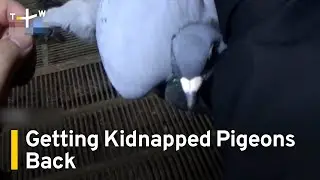Pigeon Fanciers Fight To Recapture Valuable Racing Birds  | TaiwanPlus News