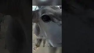 The Kudu's cutest moments ❤#cute #kudu #animals #wildlife #cutewildlife