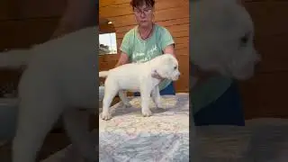 Алабаи щенки алабая #алабаи #питомникалабаев #сао #таежныйталисман #puppy