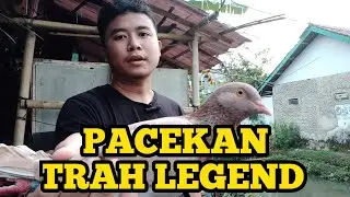 SPIL PACEKAN DI KANDANG MERPATI ZANS #merpatizans #merpati #pigeon