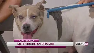 Meet Our New Pet of the Week, Duchess!