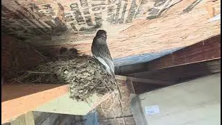 Black phoebe nest