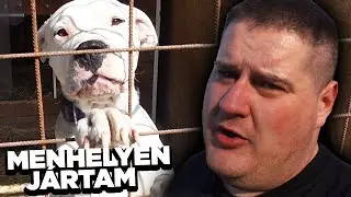 Hogyan műk&ouml;dik egy kutya MENHELY?
