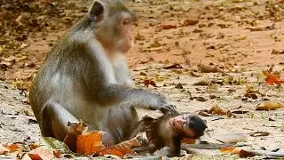 THIS IS VERY BREAKING HEART ANNA FIGHTING POOREST ANISSA NONE STOP, WHY IS SHE SO MEAN WITH ANISSA?