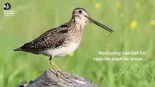 *Restoring Wetlands in Rotherham* | Sheffield & Rotherham Wildlife Trust