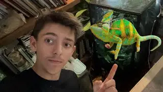 Creo un terrario per un CAMALEONTE