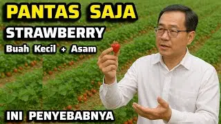 ‼️The Right Way to Cultivate Strawberries‼️The Right Fertilizer + Pesticide + Care‼️For Big & Swe...