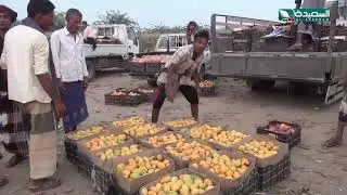 هكذا كانت إنتكاسة وافلاس مزارعي المانجو وهو ما قد يغير مستقبل زراعتها في اليمن