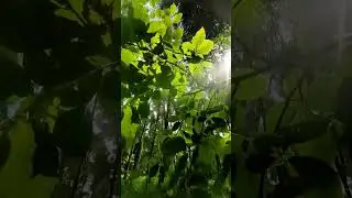 Komorebi: The Magical Sunlight Through Trees 🌿✨ #Shorts