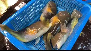 Cutting Live Orange-dotted Tuskfish HKD$180楔斑豬齒魚 Choerodon anchorago 哨牙青衣 牙衣 青衣