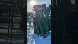 Arrowlock 88 Series Winter Preg Checking