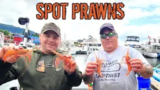 Spot Prawn Fishing on the West Coast of BC - Prince Rupert - Self Guided - Fresh Seafood.