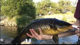 Common Carp Spillway Fishing