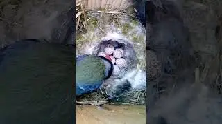 Amazing Blue Tit eggs hatching #short #nestboxlive #birdwatching #bluetit #livecam #nature #birds