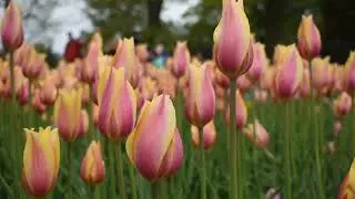 Asian flower show | national flower show | UAE | USA | UK |