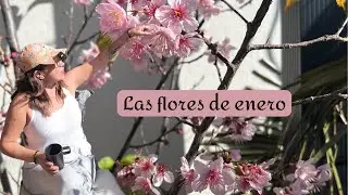 Cerezo japonés y otras flores de este mes 