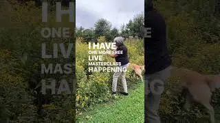 This island of rudbeckia is priceless bouquet filler and also entertainment for Tuc