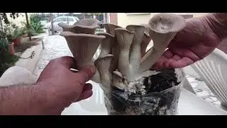 Kit Lidl per Coltivare Funghi Cardoncelli🍄 | Guida per Principianti, Appassionati, Curiosi #lidl
