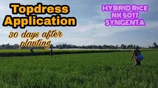 Ano ang ginamit na abuno para sa Topdress ng HYBRID rice NK 5017(syngenta) 30 days after planting