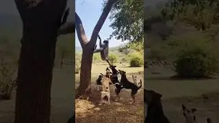 Dog and monkey #animals #share #funny #dogs #wildlife #fun #dogfight #comedy #reels #dog #monkey