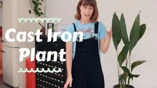 Cast Iron Plant - Top houseplants 🌱 🔨