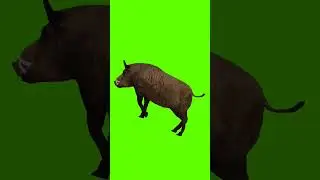 ||Piggy Runing Best wildlife|| #greenanimation #greenscreen #piggy #Short