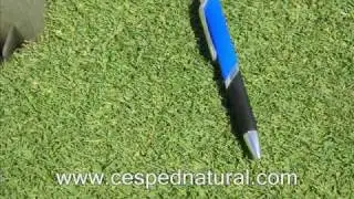 Agrostis. Topgrass. Cesped para green. Cesped natural para golf