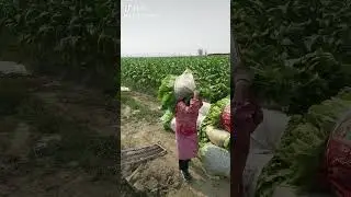 Tobacco in China 🇨🇳  #tobacco #china