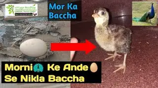 Peacock Egg Hatching Process  // Morni Ke Ande Se Nikla Baccha