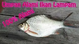 UMPAN JITU IKAN LAMPAM PALING AMPUH - Umpan Ikan Tawes paling jitu