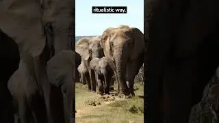 elephant grieving rituals