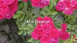 Beauty of nature #rose#flower#garden#viral video #video#beautiful flowers #tulip#spring#nature