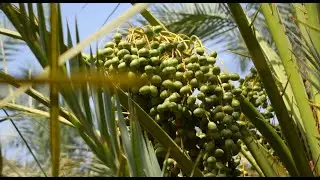 Visit Pakistan's premium organic date growing farm.
