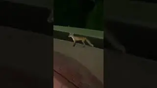 Fox In Road Is Told To Get Out And Screams