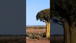 #South Africa - Pofadder