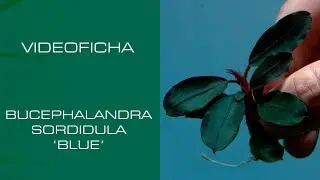 Bucephalandra sordidula 'Blue' - VideoFicha - Un azul metalizado que te embaucará 💙 - PezVerde