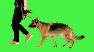 Policeman in uniform walks with sheepdog on a leas 4K green screen footage