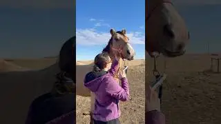 Teddy Bear-like features pretty horse