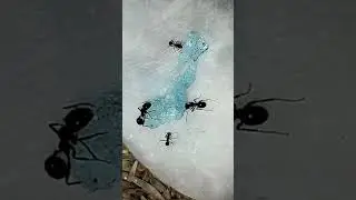 #music #ants #antslife #antsarecool #ant