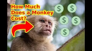 How Much Does a Monkey Cost?