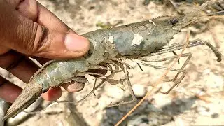 Traditional Cast Net Fishing - Village Pond Cast Net Big Shrimp Fish - Fishing Video