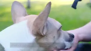 Dangerous Dogs | Denver Dog Bite Attorneys