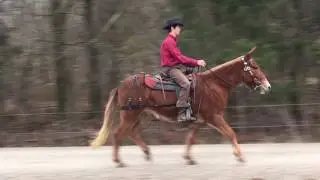 Trigger !!!!  Beginner safe John mule. Watch him trot !!!!!