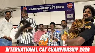 International cat championship 2026 @TheFelineClubofIndia 