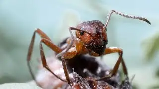 Лесные муравьи Formica rufa в муравейнике
