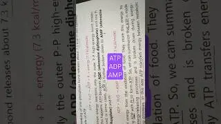 ATP-ADP-AMP