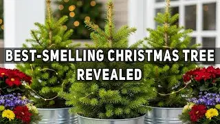 Best-Smelling Christmas Tree? Experts Reveal the Most Fragrant Holiday Favorite